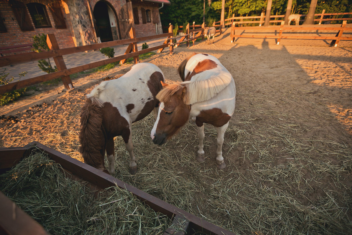 fotografia ślubna trójmiasto